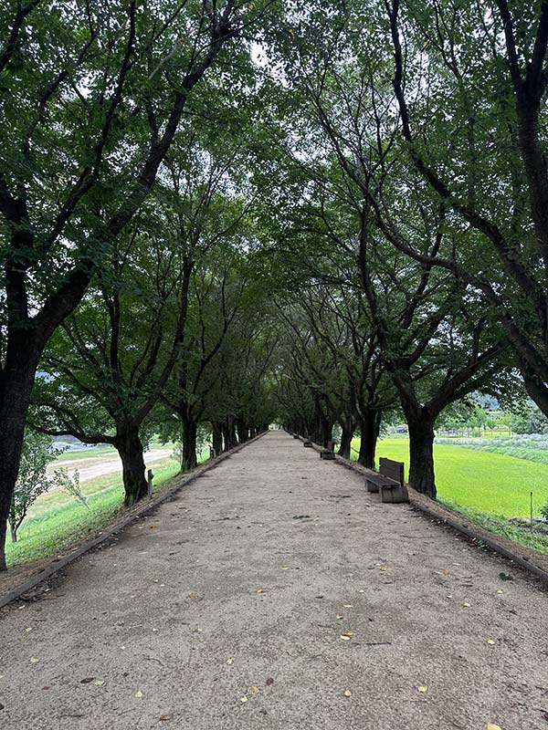 深緑の葉をつけた細い木が並ぶ並木道の写真