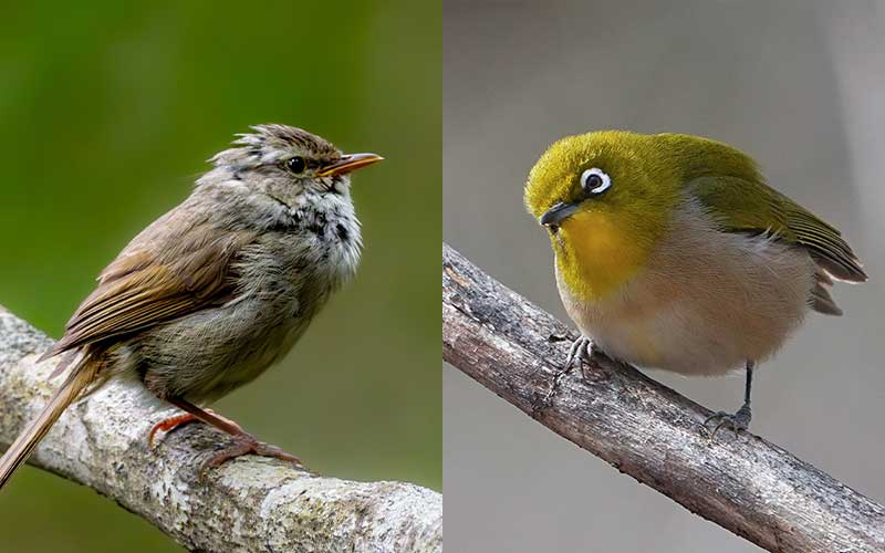 ウグイスとメジロ