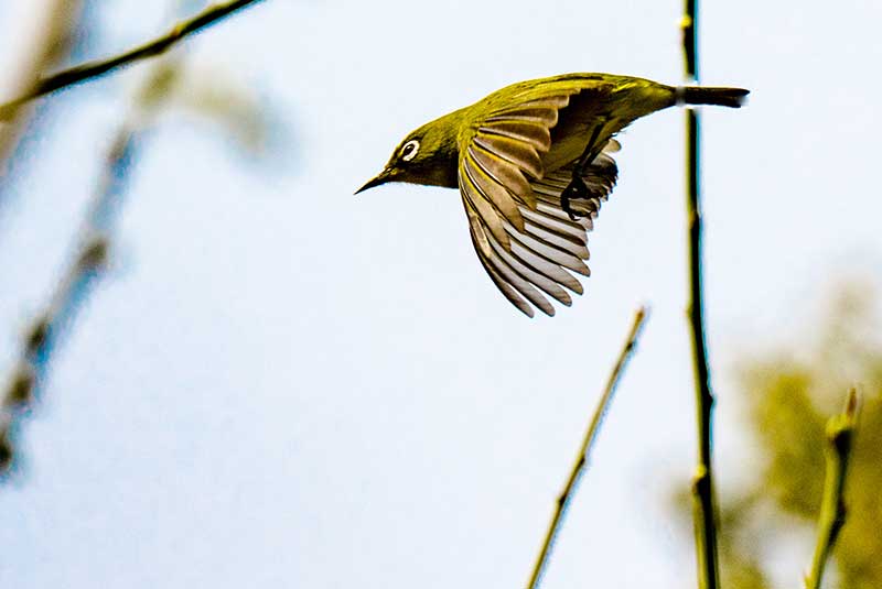 飛び立つメジロ