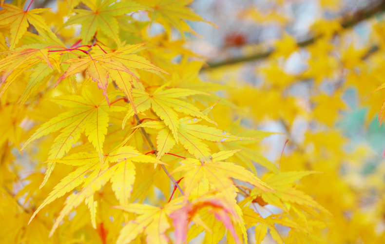 時候の挨拶 9月下旬