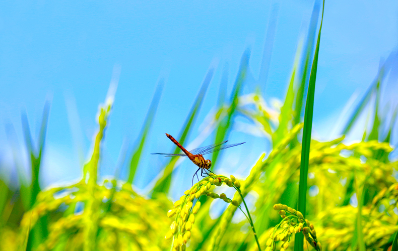 稲穂にとまる赤とんぼ