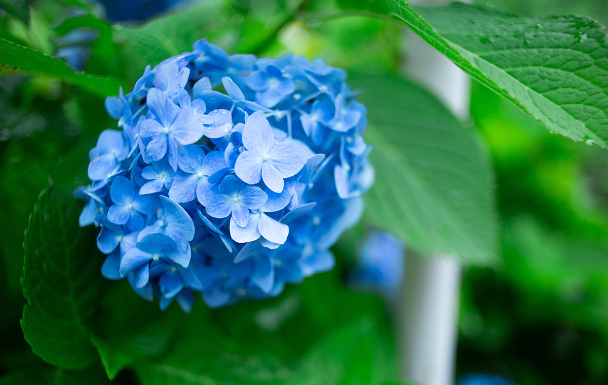 紫陽花