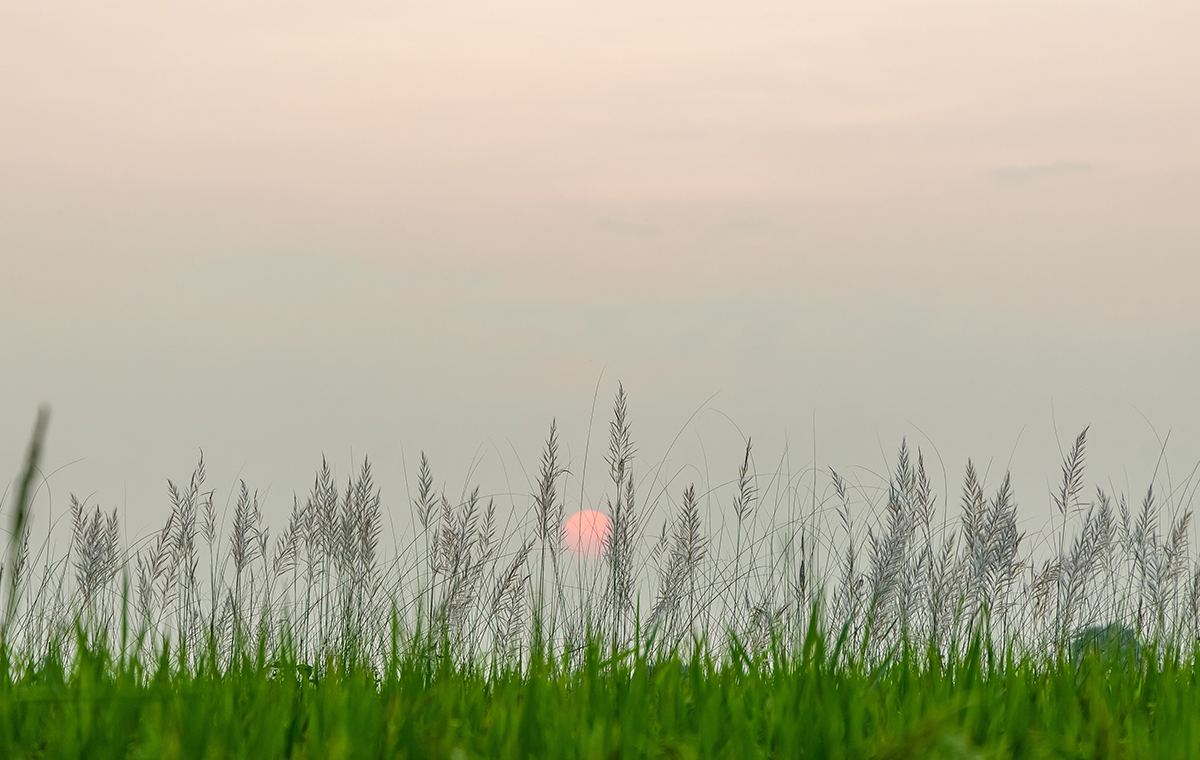 葦のしげる草原とぼんやりとした夕日