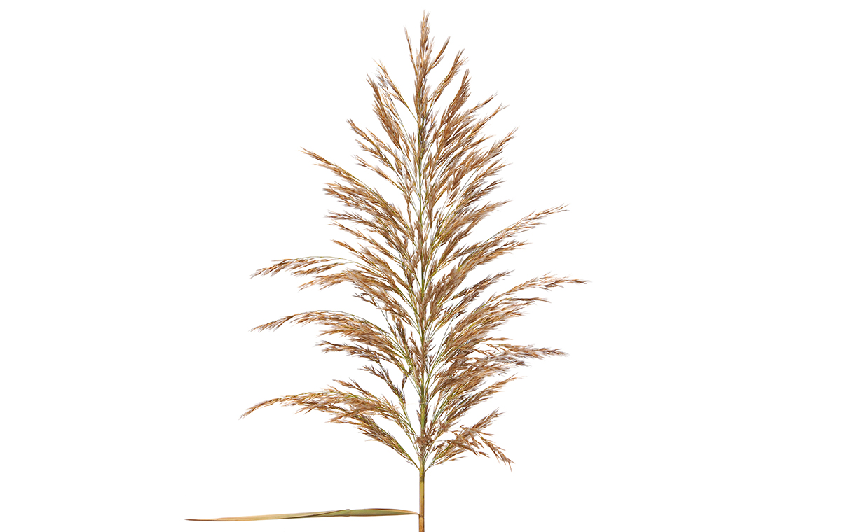 葦（ヨシ、アシ）