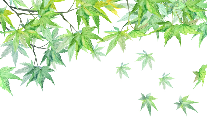 青もみじのイラスト