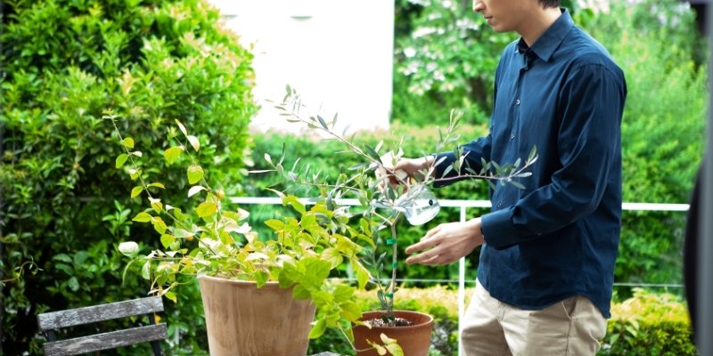 シャツ土地のパン姿の男性が植物に水をやっている写真
