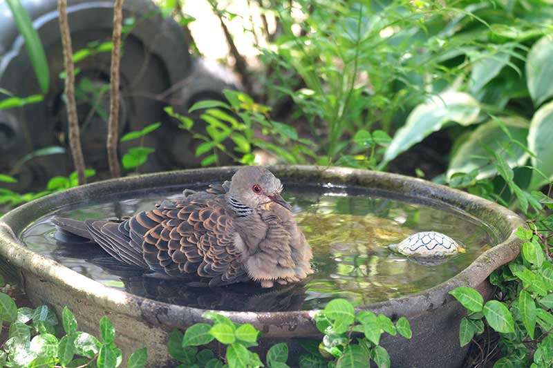 水浴びするキジバト