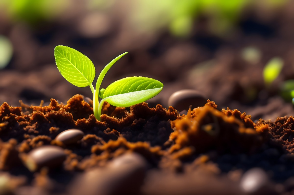 土からのぞく新芽の写真