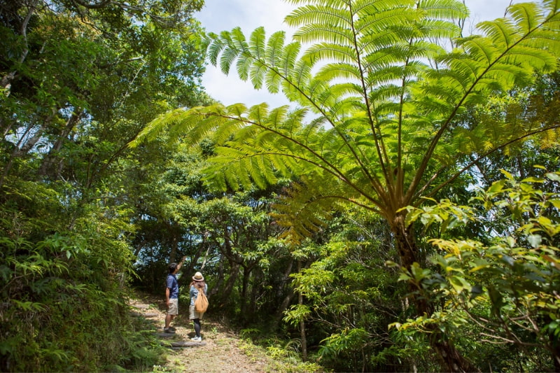 やんばるの森探検ツアーのイメージ写真