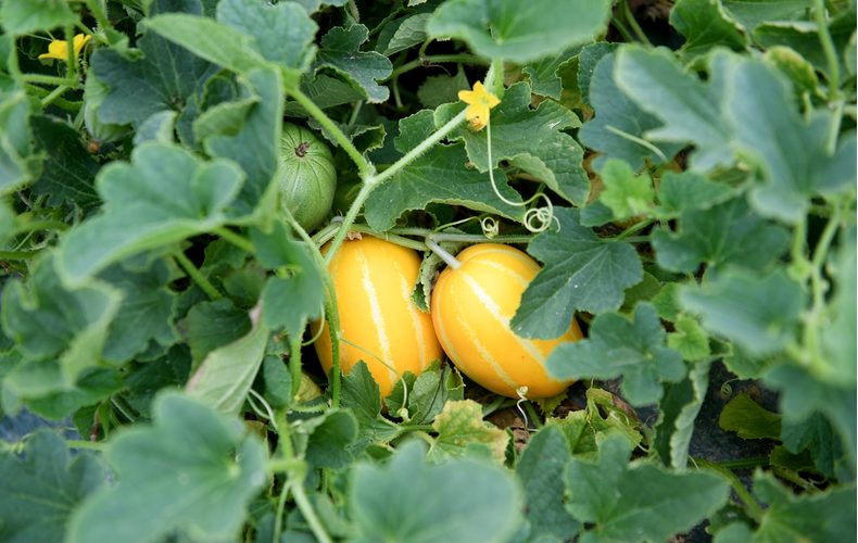 黄色い瓜の写真