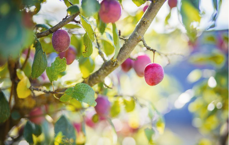 すももの木の写真。赤い実がなっている様子