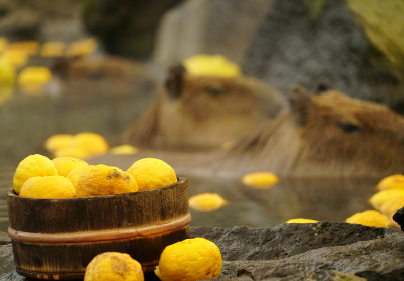 柚子湯に入るカピバラ