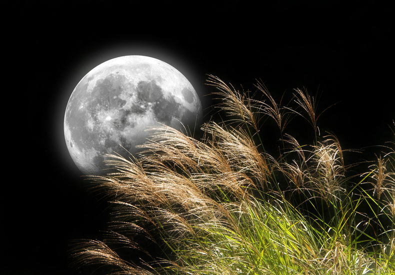 満月とススキのイメージ画像