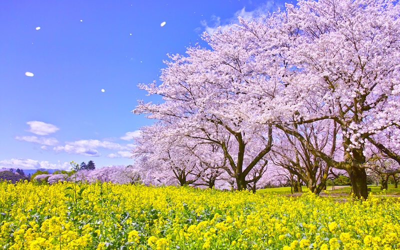 桜と菜の花の写真