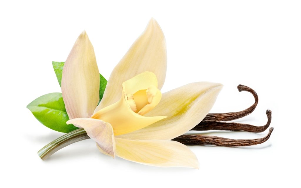 バニラの花と鞘の写真