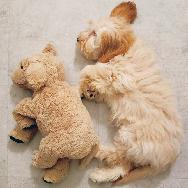 わんこ日記 トトくん