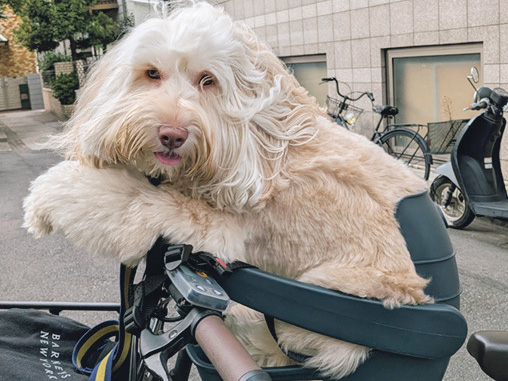 わんこ日記 トトくん