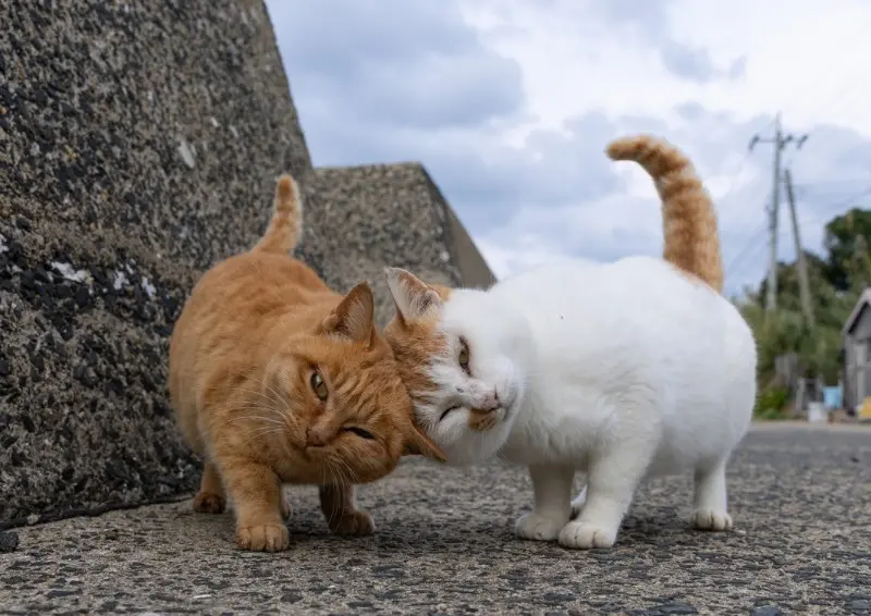 頭を突き合わせる猫の写真
