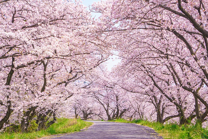 桜並木