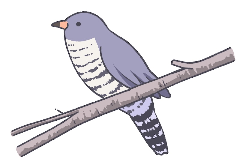 ホトトギスのイラスト