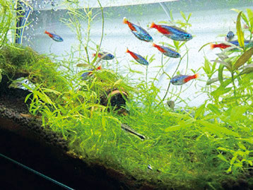 水槽の熱帯魚
