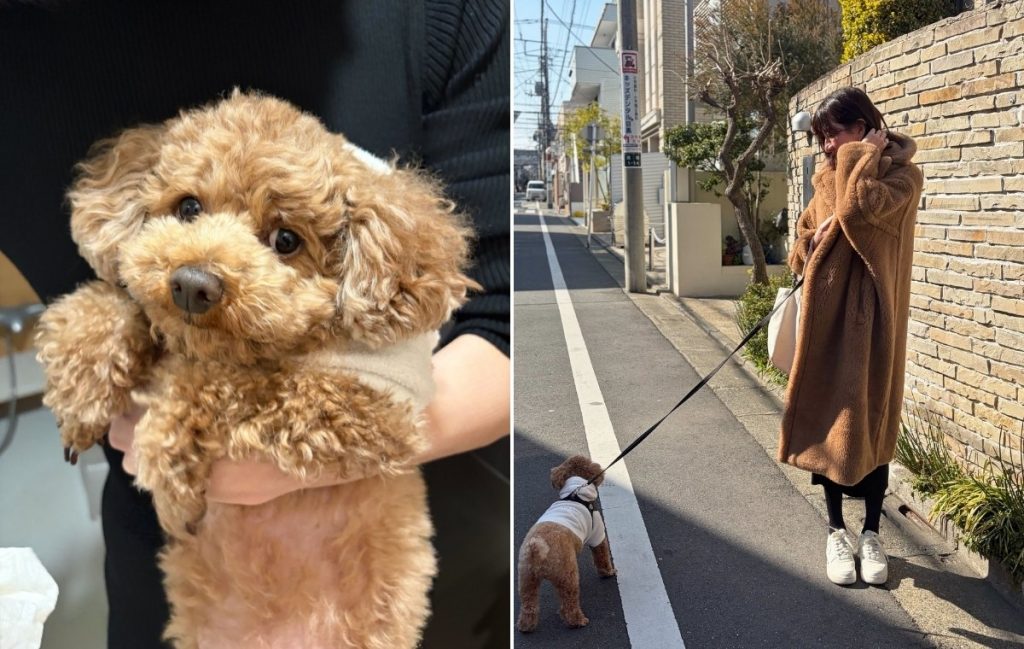 犬の写真と、テディベアコートを着て犬の散歩をしている飯島さんの後姿の写真
