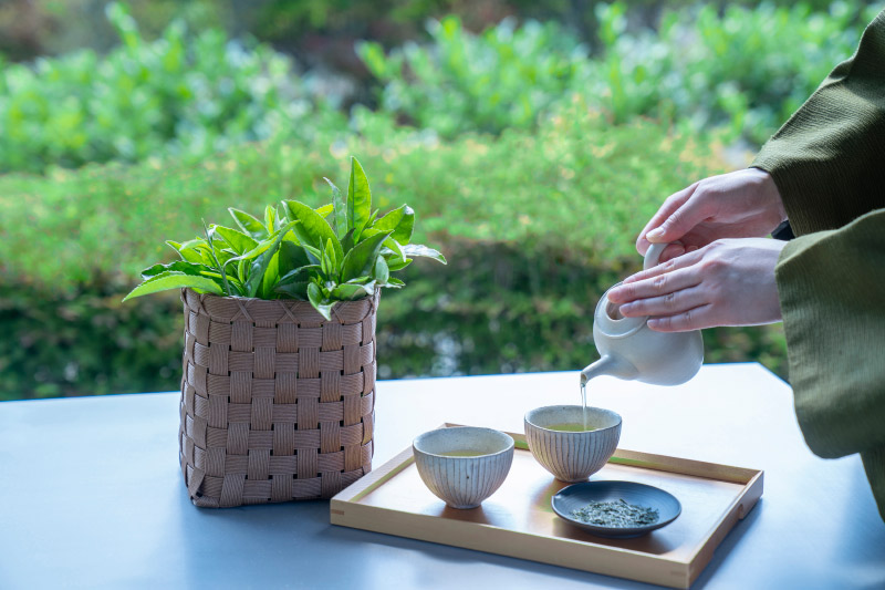 新茶試飲イメージ