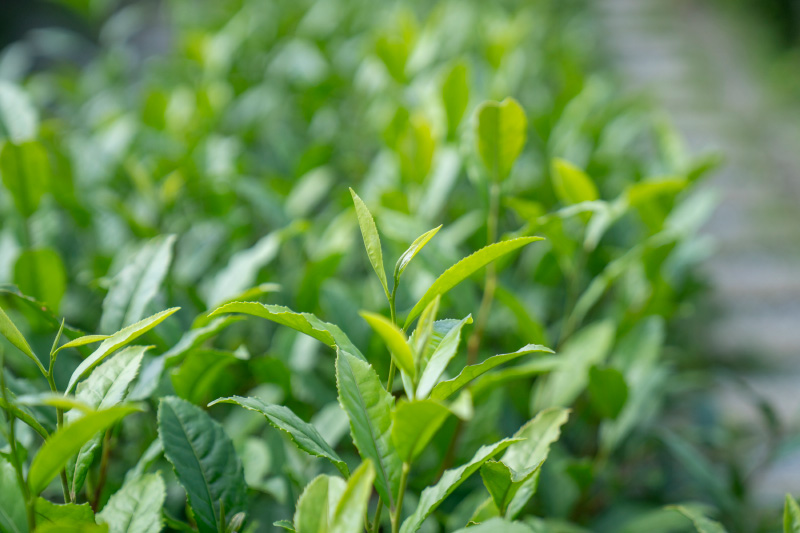 一芯二葉イメージ写真