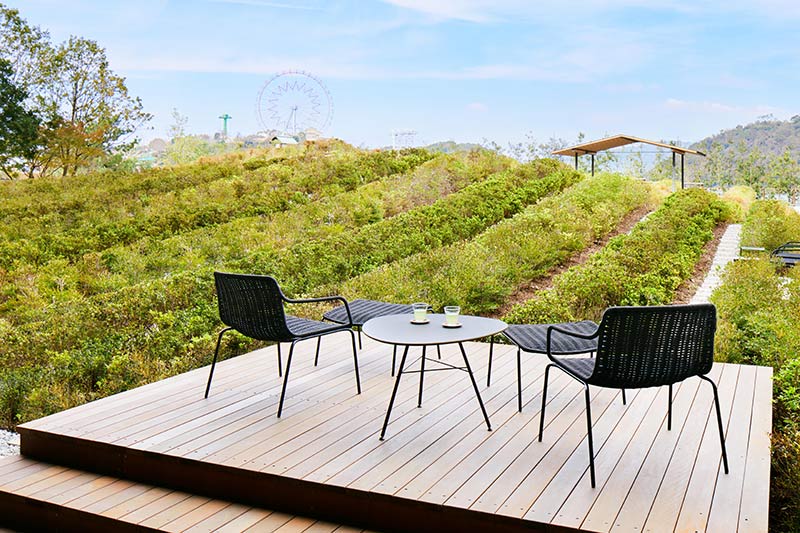 テラス席と茶畑