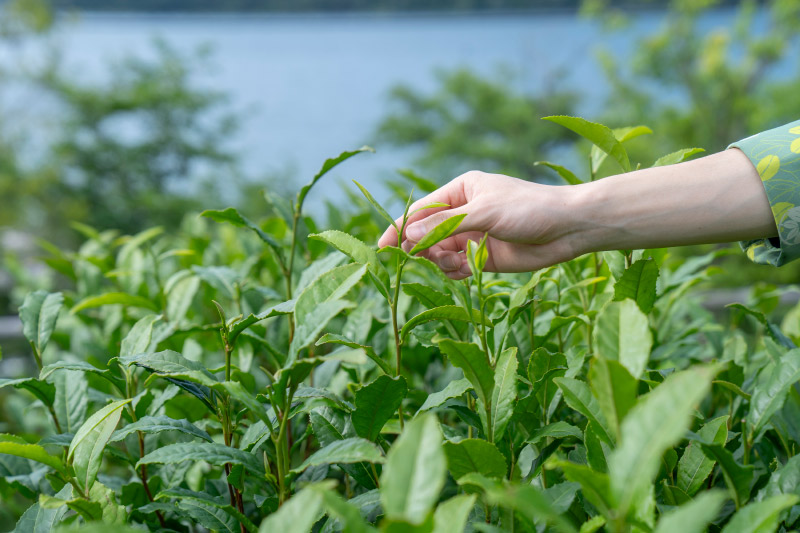 茶摘みイメージ写真