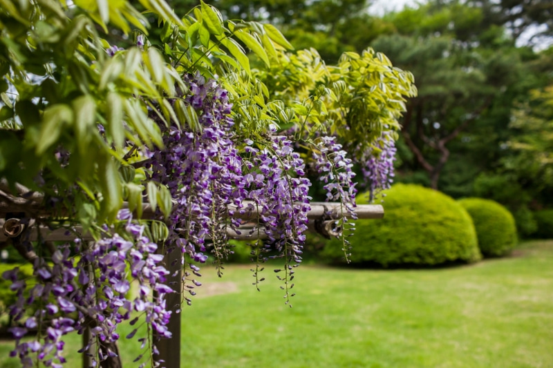 中庭の藤の花の写真