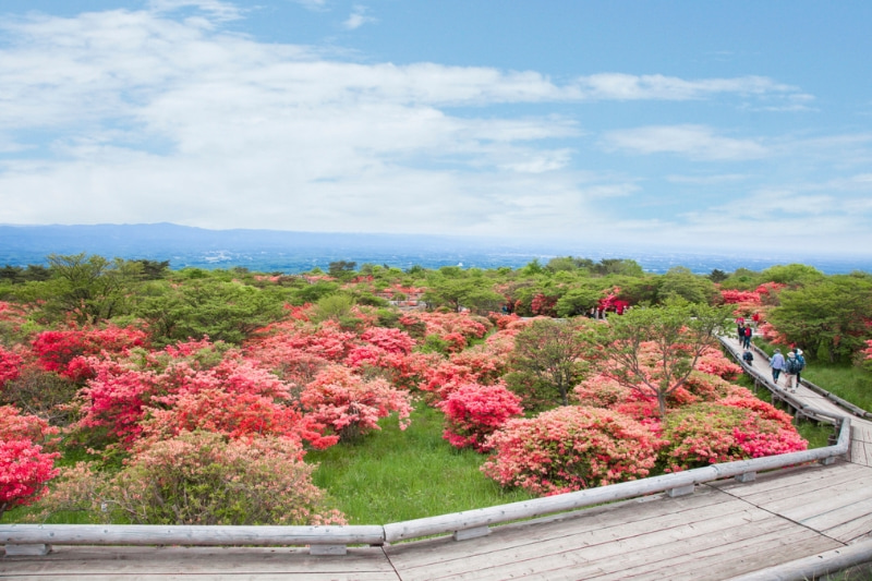 八幡つつじ群の写真