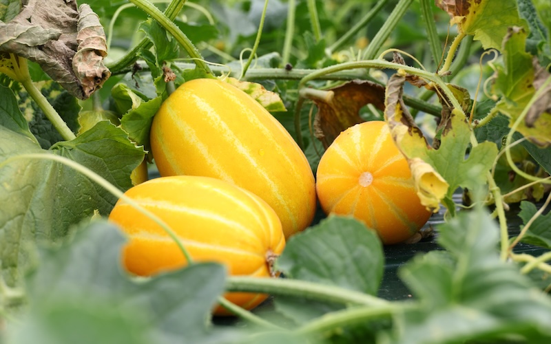 黄色い瓜