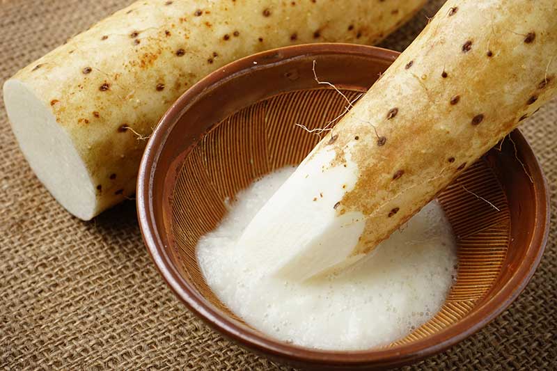 長芋をすりおろす