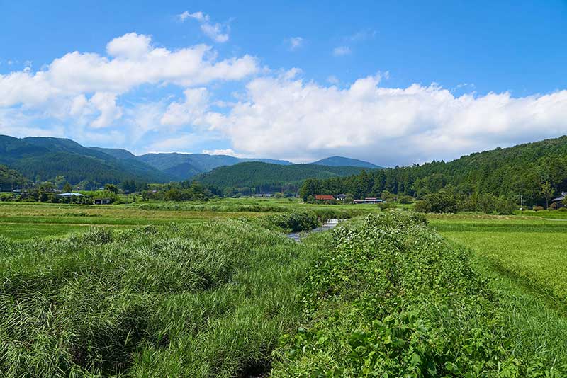 栃木県内の水田