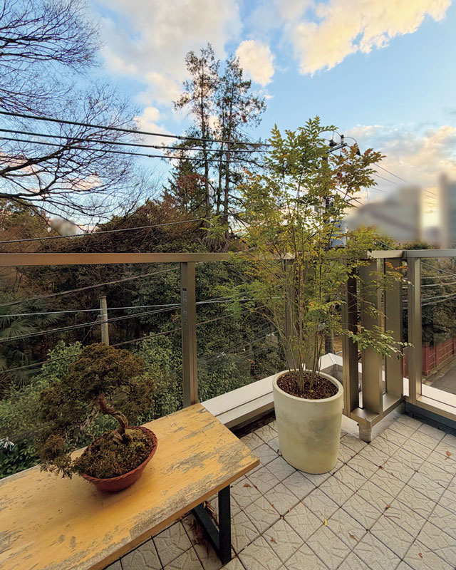 ベランダ 観葉植物