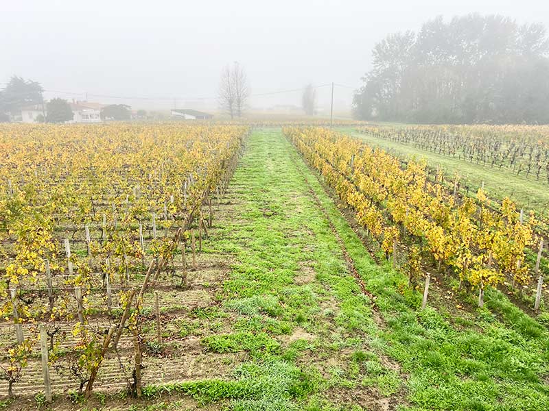 フランスのワイナリー
