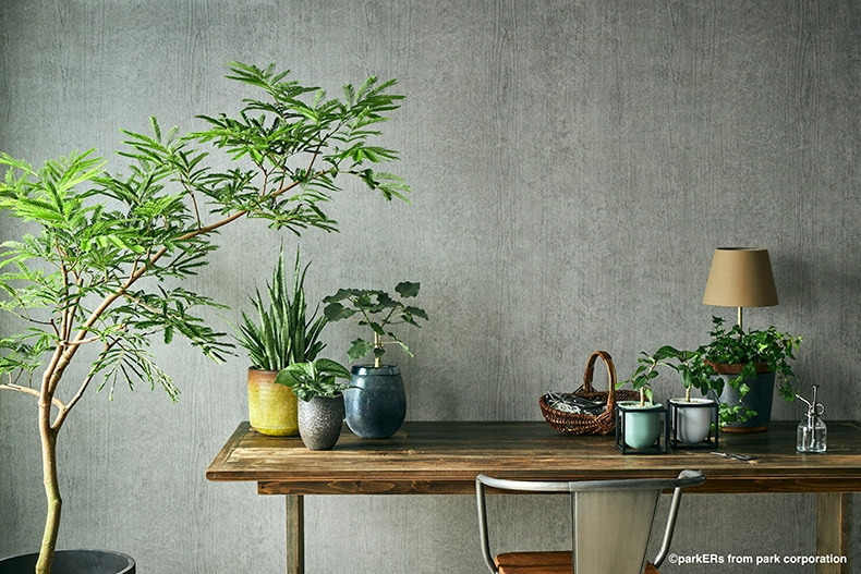 インテリアと植物の写真