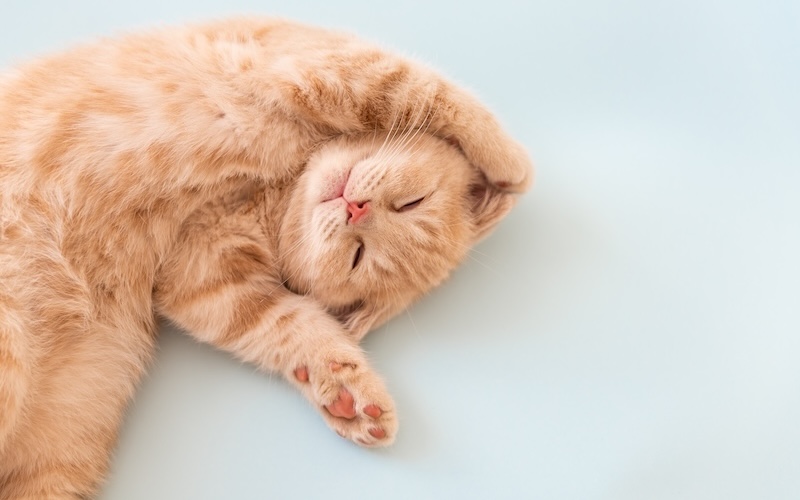 寝ている猫の写真