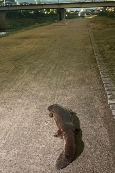 オオサンショウウオ