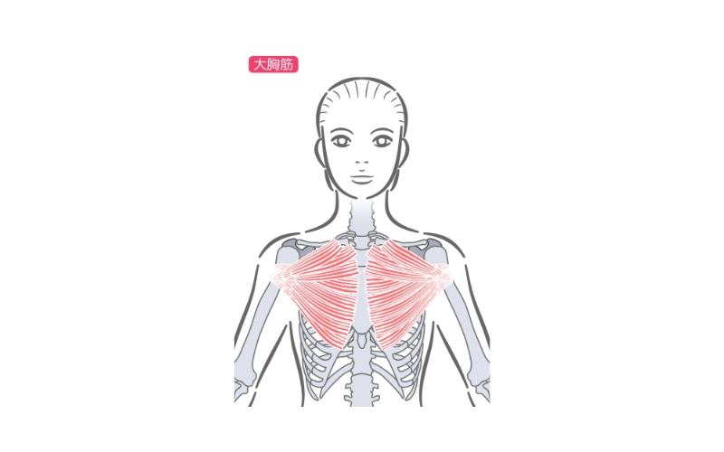 大胸筋イラスト