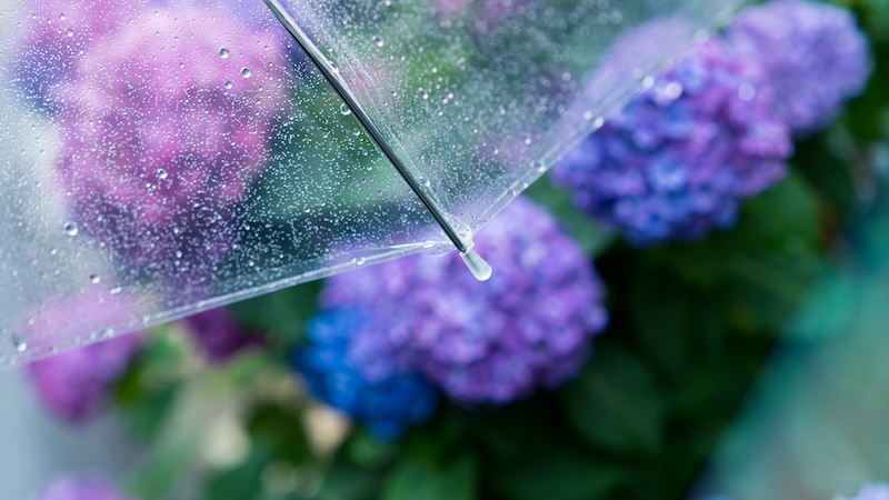 雨傘と紫陽花