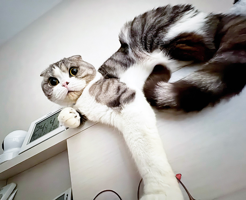 愛猫