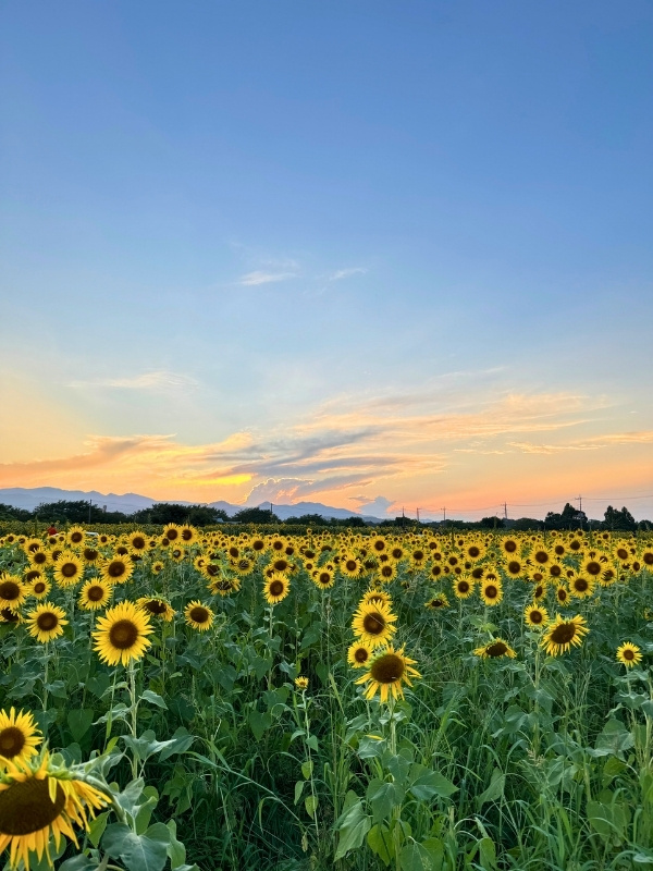 夕暮れのひまわり畑の写真