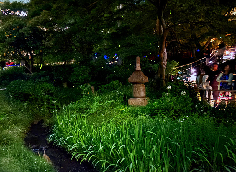 椿山荘　蛍