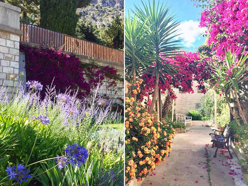 南フランス・グラースの鮮やかな花