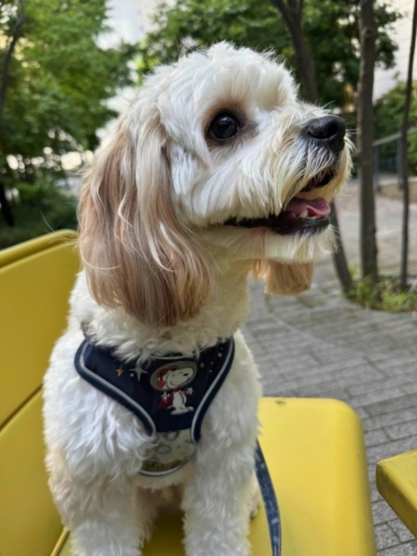 右を向いている犬を撮影した写真