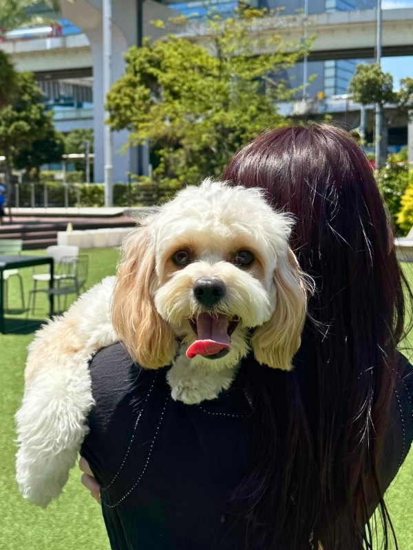 抱っこされている犬の写真