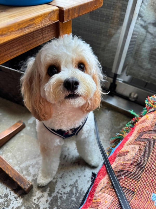 テーブルの下にいる犬の写真