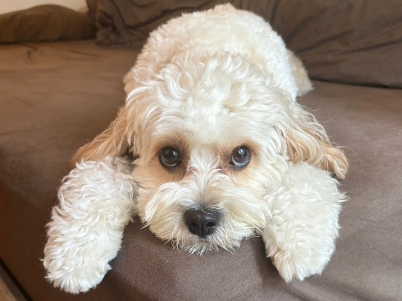 ふせた状態で上目遣いの犬の写真